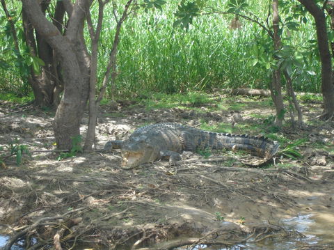 Kakadu, Nourlangie And Yellow Waters Tour From Darwin - Tourism Gold Coast 21