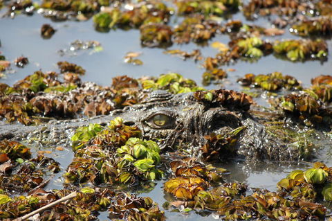 Kakadu, Nourlangie And Yellow Waters Tour From Darwin - Tourism Gold Coast 17