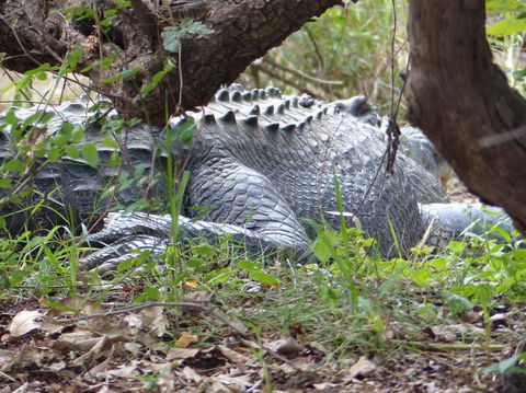 Kakadu, Nourlangie And Yellow Waters Tour From Darwin - Tourism Gold Coast 13