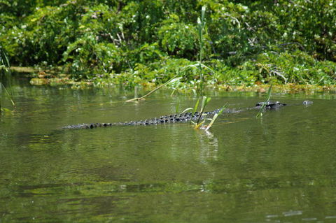 Kakadu, Nourlangie And Yellow Waters Tour From Darwin - Tourism Gold Coast 4