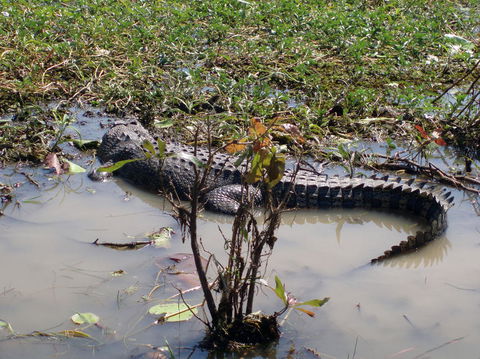 Kakadu, Nourlangie And Yellow Waters Tour From Darwin - Tourism Gold Coast 19