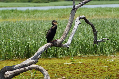 Kakadu, Nourlangie And Yellow Waters Tour From Darwin - Tourism Gold Coast 2