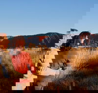 Uluru Sunrise and Kata Tjuta Half Day Trip - Tourism Gold Coast