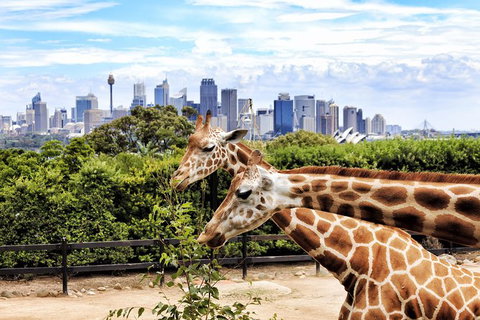 Go Sydney Explorer Pass With Hop-on Hop-Off Bus, Taronga Zoo And More - Tourism Gold Coast 5