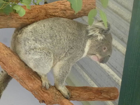 Blue Mountains Day Trip From Sydney Including Scenic World - Tourism Gold Coast 3