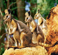 Sydney Harbour Hop On Hop Off Cruise with Taronga Zoo entry - Tourism Gold Coast