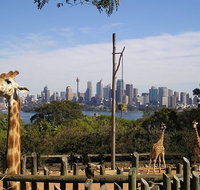 Sydney Taronga Zoo's Australian Animals Tour - Tourism Gold Coast