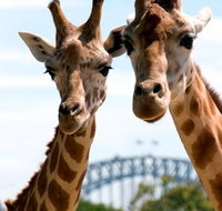 Sydney Harbour Ferry with Taronga Zoo Entry Ticket - Tourism Gold Coast
