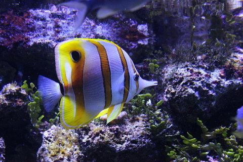 SEA LIFE Sydney Aquarium Entrance Ticket - Gold Coast 7