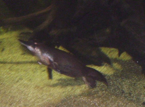 SEA LIFE Sydney Aquarium Entrance Ticket - Gold Coast 18