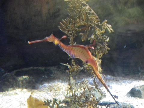 SEA LIFE Sydney Aquarium Entrance Ticket - Gold Coast 12