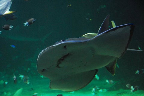 SEA LIFE Sydney Aquarium Entrance Ticket - Gold Coast 20