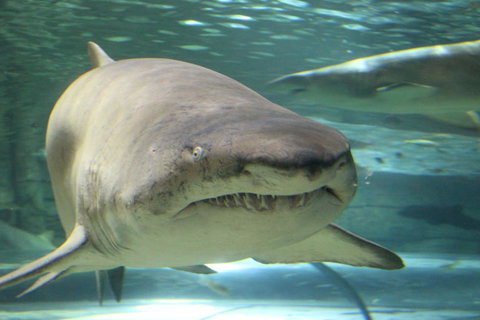 SEA LIFE Sydney Aquarium Entrance Ticket - Gold Coast 5