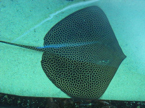 SEA LIFE Sydney Aquarium Entrance Ticket - Gold Coast 16