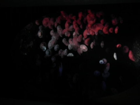 SEA LIFE Sydney Aquarium Entrance Ticket - Gold Coast 11