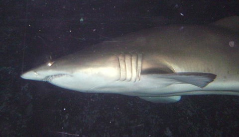 SEA LIFE Sydney Aquarium Entrance Ticket - Gold Coast 19