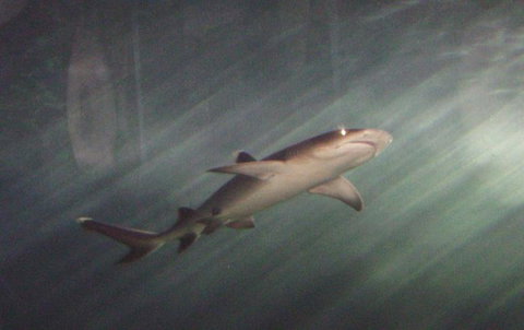 SEA LIFE Sydney Aquarium Entrance Ticket - Gold Coast 17