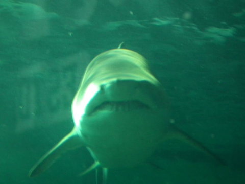 SEA LIFE Sydney Aquarium Entrance Ticket - Gold Coast 13