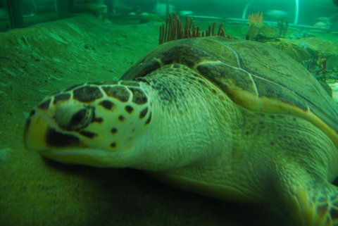 SEA LIFE Sydney Aquarium Entrance Ticket - Gold Coast 25