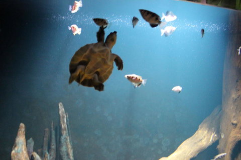 SEA LIFE Sydney Aquarium Entrance Ticket - Gold Coast 4