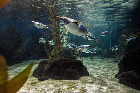 SEA LIFE Sydney Aquarium Entrance Ticket - Gold Coast 29