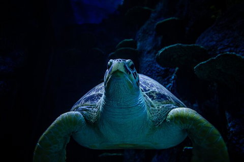 SEA LIFE Sydney Aquarium Entrance Ticket - Gold Coast 33