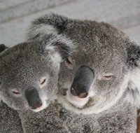 Featherdale Wildlife Park General Admission - Tourism Gold Coast