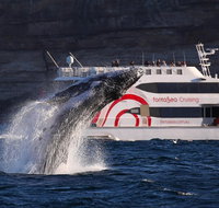 3 Hour Discovery Cruise Ultimate Whale Watching Experience - Tourism Gold Coast