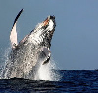 Sydney Whale-Watching Cruise Including Lunch or Breakfast - Tourism Gold Coast