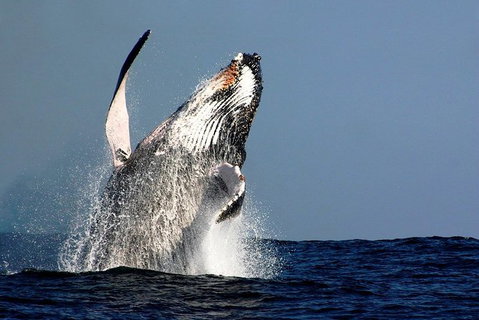 Sydney Whale-Watching Cruise Including Lunch Or Breakfast - Tourism Gold Coast 0