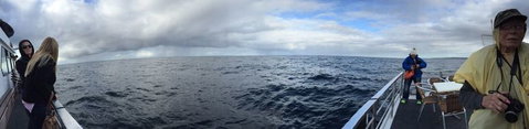 Sydney Whale-Watching Cruise Including Lunch Or Breakfast - Tourism Gold Coast 4