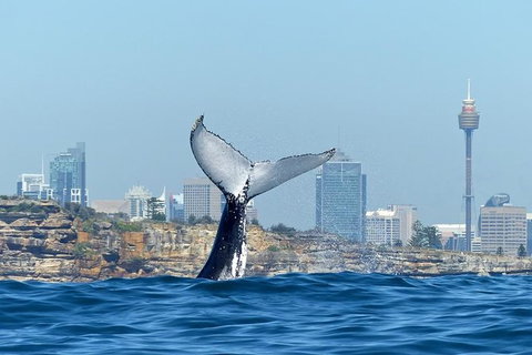 Sydney Whale-Watching Cruise Including Lunch Or Breakfast - Tourism Gold Coast 1