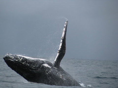 Sydney Whale-Watching Cruise Including Lunch Or Breakfast - Tourism Gold Coast 2