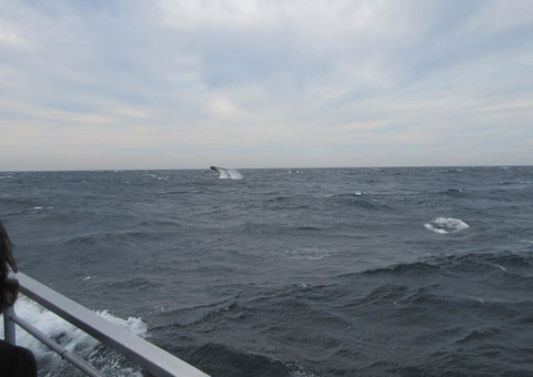 Sydney Whale-Watching Cruise Including Lunch Or Breakfast - Tourism Gold Coast 8