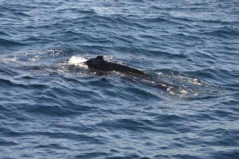 Sydney Whale-Watching Cruise Including Lunch Or Breakfast - Tourism Gold Coast 13