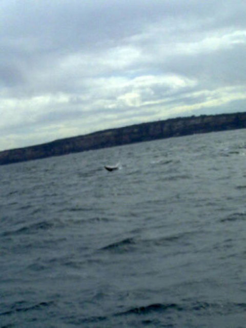 Sydney Whale-Watching Cruise Including Lunch Or Breakfast - Tourism Gold Coast 12