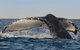 Sydney Whale-Watching Cruise Including Lunch Or Breakfast - thumb 26