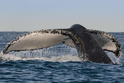 Sydney Whale-Watching Cruise Including Lunch Or Breakfast - Tourism Gold Coast 26