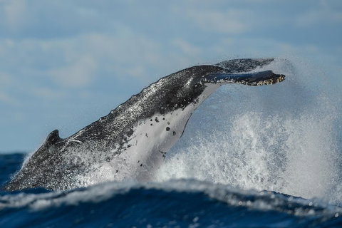 Sydney Whale-Watching Cruise Including Lunch Or Breakfast - Tourism Gold Coast 22