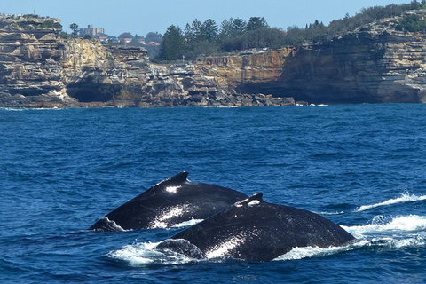Sydney Whale-Watching Cruise Including Lunch Or Breakfast - Tourism Gold Coast 18