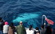 Sydney Whale-Watching Cruise Including Lunch Or Breakfast - thumb 15
