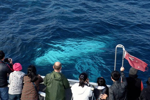 Sydney Whale-Watching Cruise Including Lunch Or Breakfast - Tourism Gold Coast 15