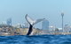 Sydney Whale-Watching Cruise Including Lunch Or Breakfast - thumb 25
