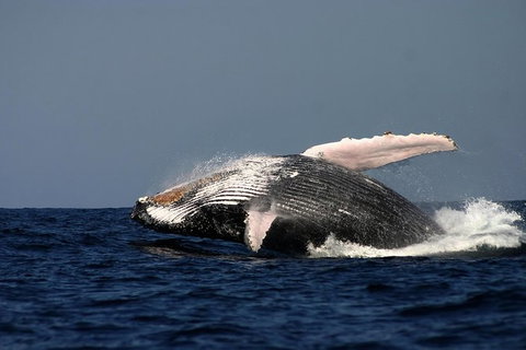 Sydney Whale-Watching Cruise Including Lunch Or Breakfast - Tourism Gold Coast 20