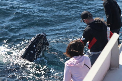 Sydney Whale-Watching Cruise Including Lunch Or Breakfast - Tourism Gold Coast 23