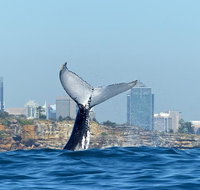 Small-Group Luxury Sydney Whale Watching Cruise - Tourism Gold Coast
