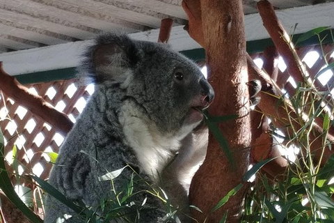 Small-Group Blue Mountains Day Trip From Sydney Including Featherdale Wildlife Park, Wentworth Falls, And Leura Cascades - Tourism Gold Coast 1