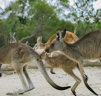 Visit Walkabout Wildlife Sanctuary - Tourism Gold Coast