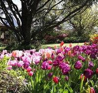 Spring Gardens in the Blue Mountains Private Tour Limited Time Only - Tourism Gold Coast