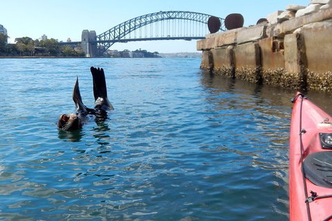Kayak To Goat Island In Sydney Harbour With Local - Tourism Gold Coast 3
